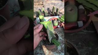 Quick Guide to Grafting grafting garden gardening graft satisfying diy plants farming [upl. by Boycey873]