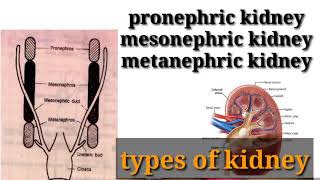 types of kidney in hindi  pronephricmesonephric or metanephric kidney in hindi [upl. by Illyes]