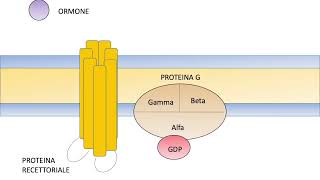 Recettori accoppiati alle proteine G [upl. by Hiram]