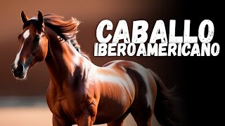 ✔️​🐴​😱​ CABALLO IBEROAMERICANO  PRINCIPALES CARACTERISTICAS [upl. by Amhser]