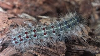 Lymantria dispar  Gypsy Moth  Schwammspinner [upl. by Ennoval]