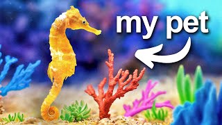 I Built a Coral Reef for my pet seahorse [upl. by Katina]