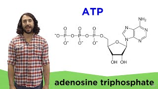 Metabolism and ATP [upl. by Enyedy]