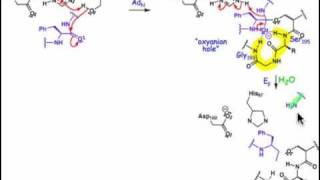 2106 Serine and Cysteine Proteases [upl. by Ikkaj]