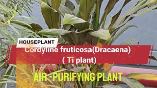 Cordyline fruticosa DracaenaTi plant Good luck plant [upl. by Oirromed]