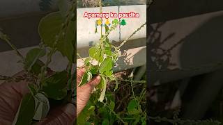 Apamarg ka paudha 🌲☘️🙏🙏🥰🤩nature plants gardening shorts short youtubeshorts viralshorts [upl. by Ayhtak]