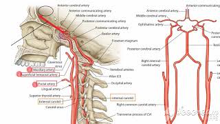 Ophthalmic artery branches in face 2 [upl. by Lipps]