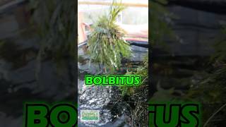 African Water Fern  BOLBITUS HEUDELOTII PART 2 [upl. by Goerke]