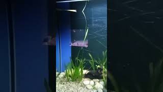 Aquascape di aquarium Indonesia Pangandaran shortvideo aquarium ikanhiasaquarium [upl. by Petulah695]