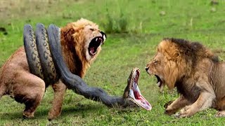 Lions vs Big Python Snake Real Fight [upl. by Lekar]