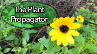 Propagation of dune sunflower using stem cuttings [upl. by Curzon283]