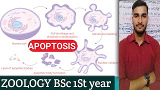 ZOOLOGY ll BSc 1st Year UNIT II APOPTOSIS [upl. by Sugar]