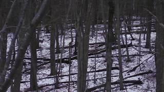 MARYLAND LATE SEASON MUZZLELOADER HUNT [upl. by Natanoy]