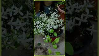 how to care Clematis flower plant [upl. by Toney]