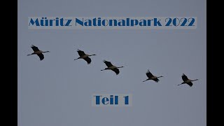 Müritz Nationalpark  Teil 1 [upl. by Ajed481]