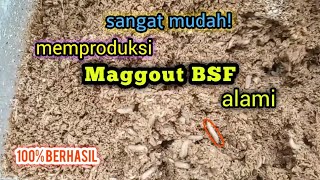 cara menghasilkan maggout BSF dengan fermentasi dedak [upl. by Rosenkranz]