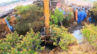 quotHyundai Adventure Mini Excavator Brings Water to Shrimp Pond and Discovers Large Horseshoe Crabsquot [upl. by Cate]