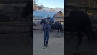 Desensitizing wildhorse training ginger mustang [upl. by Yelwah502]