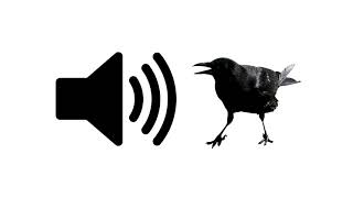 Crow  Sound Effect  ProSounds [upl. by Rawley546]