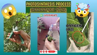 ଆଲୋକଶ୍ଲେସଣ ପ୍ରକ୍ରିୟା  Photosynthesis Process  EXPERIMENTS     OMEGAEXPERIMENTS09 [upl. by Dollar819]