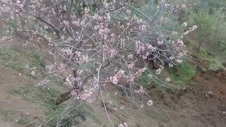 almendros en flor [upl. by Yllier]