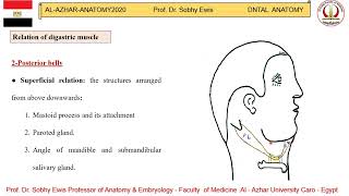 Digastric muscle [upl. by Marleah580]