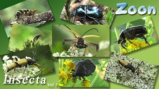 INSECTA Volume 3 [upl. by Earaj]