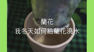 蘭花  冬天如何正確給蘭花澆水  蘭花種植 [upl. by Cressida224]