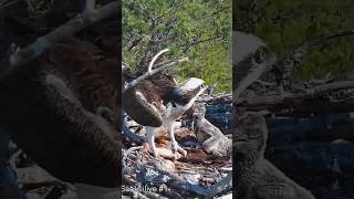 Osprey dad brings big live fish ospreynest ospreys fish birds shorts [upl. by Melantha]