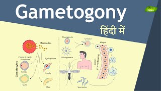 Gametogony in Plasmodium in Hindi  Malaria Transmission  Basic Science Series [upl. by Maibach]