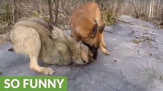 Wolf and dog share incredible friendship [upl. by Kenleigh]