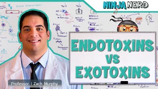 Endotoxins vs Exotoxins [upl. by Llehsar]