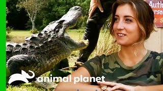 Alligator Catch Inspires A New Volunteer To Join The Everglades Holiday Park  Gator Boys [upl. by Ahsenwahs]