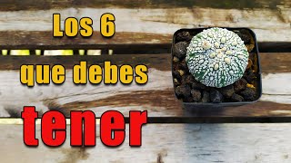 ¿Cuántas especies de cactus Astrophytum existen ¡Descúbrelo hoy mismo [upl. by Quinn82]