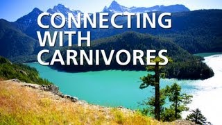 Connecting With Carnivores [upl. by Clyte]