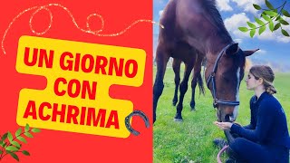 🌟VLOG EQUITAZIONE🌟 La Vita Quotidiana con il nostro cavallo Achrima 🐴 [upl. by Aneles]