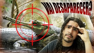 O GAVIAL VAI DESAPARECER Pirula 3526 [upl. by Perkins]