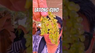 LATONG CUYO shortsvideo cuyo palawan [upl. by Kotick492]