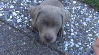 Trained my new 7 week old Silver Lab Labrador puppy to sit in 5 minutes [upl. by Ainola816]