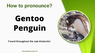 How to pronounce Gentoo Penguin in English Correctly [upl. by Welford]