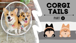 Talking Corgi Compilation  Dogs talking like humans  Hammy and Olivia [upl. by Idona]