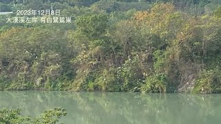 白鷺鷥 黃品源首唱的閩南語歌曲 配上大溪風景 大漢溪右岸堤防外 芒花水鳥 秋天的景色 彭明 二胡自拉自唱 [upl. by Flanna39]