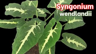 How to Grow Syngonium wendlandii Jungle Velvet [upl. by Elocaj]