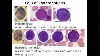 11 Hematopoiesis [upl. by Odradlig60]