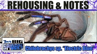 Chilobrachys sp Electric Blue Rehousing and Notes [upl. by Rosene245]