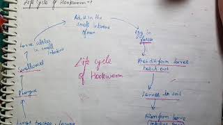 Ancylostoma Duodenale Life Cycle Microbiology [upl. by Lanita644]