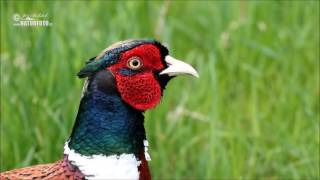 Bažant obecný  Phasianus colchicus  Pheasant  Fasan [upl. by Hollerman]