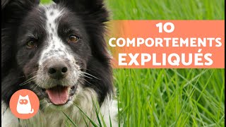 10 COMPORTEMENTS des CHIENS expliqués 🐶❓ [upl. by Mundt]