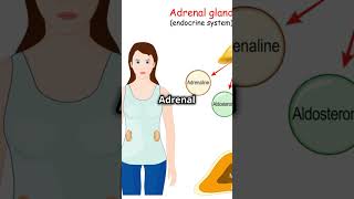 Endocrine Glands Exploration facts viral anatomy endocrinesystem humanity shorts trending [upl. by Romano711]