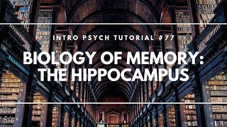 Biology of Memory The Hippocampus Intro Psych Tutorial 77 [upl. by Niltac]